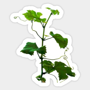 Grape vine Sticker